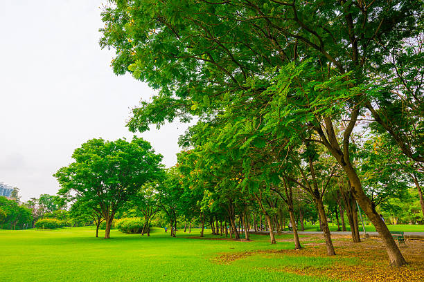 istock Beautiful green park and meadow 479307042