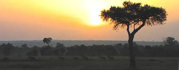 Sunset in Kenia, Masai Mara, Umbrella Thorn Acacia