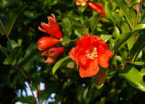 Pomegranate flower Pomegranate flower double flower stock pictures, royalty-free photos & images