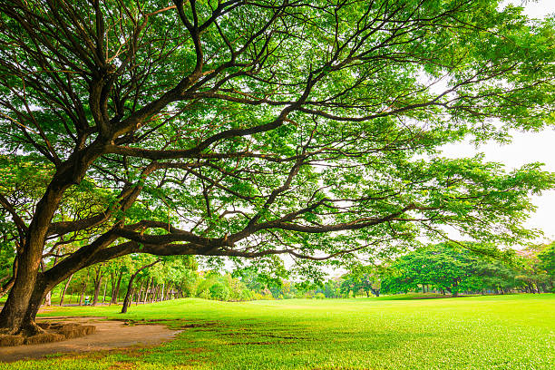 istock Green public park outdoor with tree and  sky 479309696