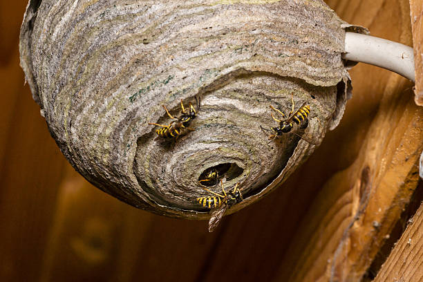 wasps'nest - faltenwespe stock-fotos und bilder