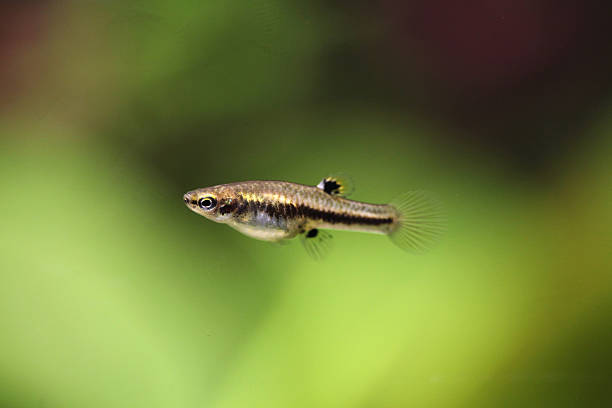istock Mosquito fish (Heterandria formosa), also known as the least kil 479310080