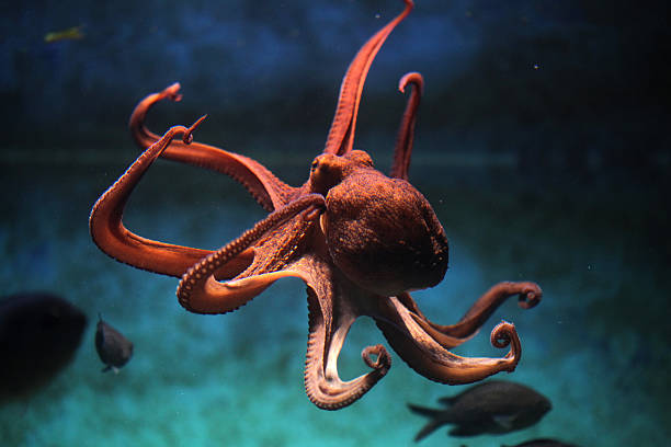 frequentes polvos (octopus vulgaris). - swimming animal imagens e fotografias de stock
