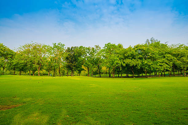 istock Beautiful green park and meadow 479310714