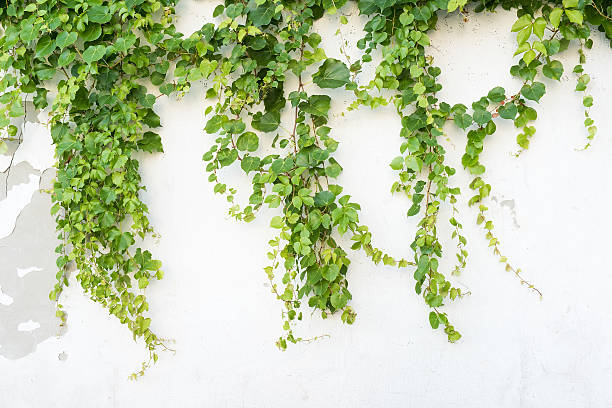 istock ivy leaves isolated on a white background 479311016