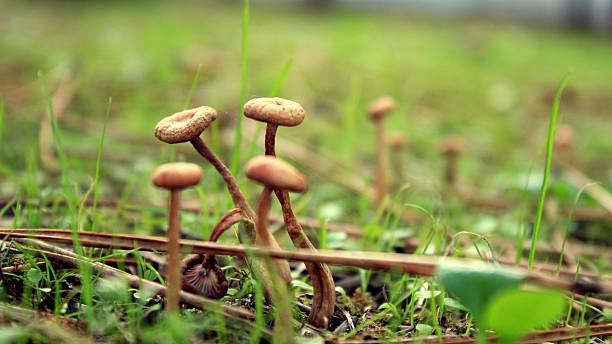 istock Mushroom in the woods 479311510
