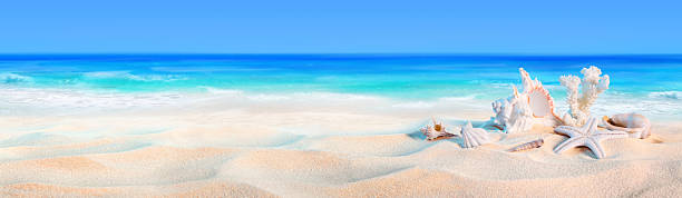 conchiglie di mare-spiaggia-sfondo vacanza - seashell shell sand copy space foto e immagini stock