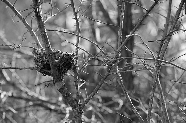 istock Bird Nest in Black and White 479312638
