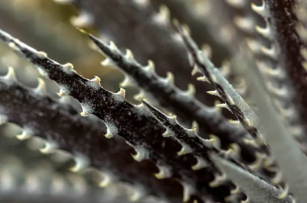 Photo of Spikes of cactus