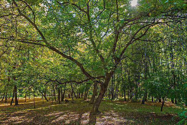 istock Sunny day in the wood 479312744