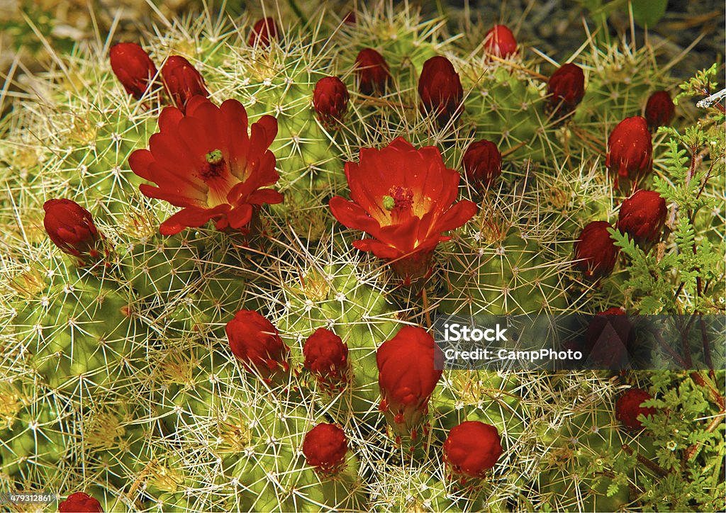 Cactus à fleur rouge - Photo de Beauté de la nature libre de droits