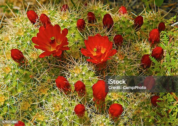 Photo libre de droit de Cactus À Fleur Rouge banque d'images et plus d'images libres de droit de Beauté de la nature - Beauté de la nature, Cactus, Cactus à fleur rouge