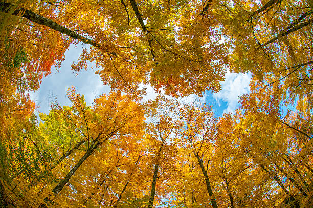 automne-forêt de couleurs via une lentille fishey - fish eye lens photos et images de collection