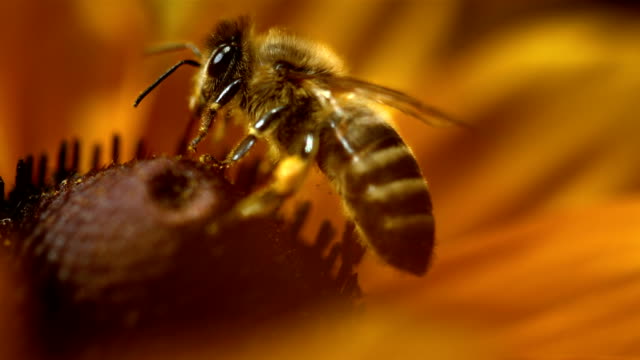 HD Super Slow-Mo: Macro Shot Of A Bee Collecting Pollen