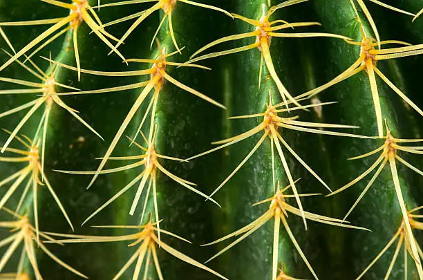 Photo of Spikes on cactus