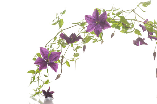 beautiful blooming clematis on a white background