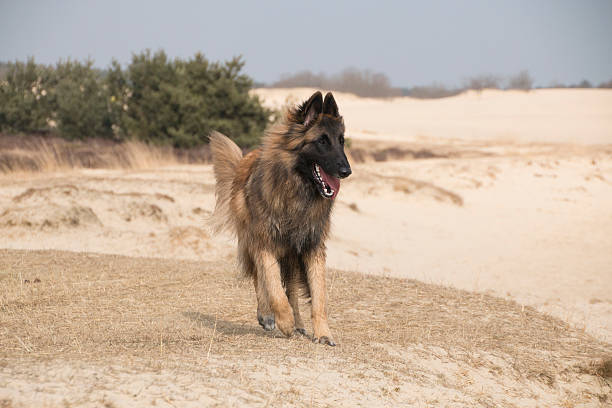 Belgian Shepherd Tervuren dog, running