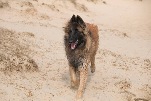 istock Belgian Shepherd Tervuren dog in the sand 479317326