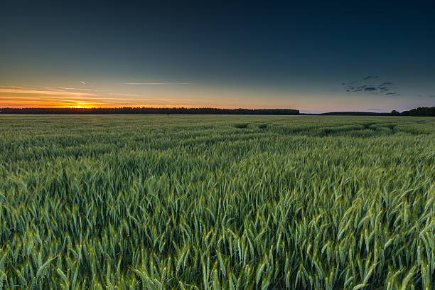 istock Beautiful sunset over green field 479317456