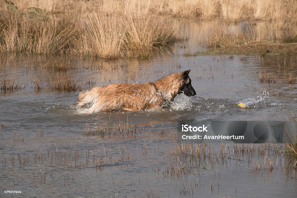 Cão buscando uma bola na água - Foto de stock de 2015 royalty-free
