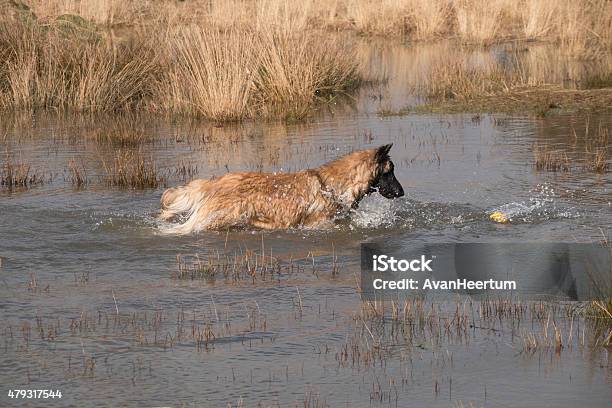 Foto de Cão Buscando Uma Bola Na Água e mais fotos de stock de 2015 - 2015, Adulto, Agilidade