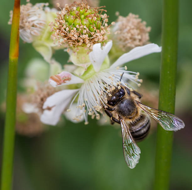 istock Bee sucking nectar of white flowers 479317774
