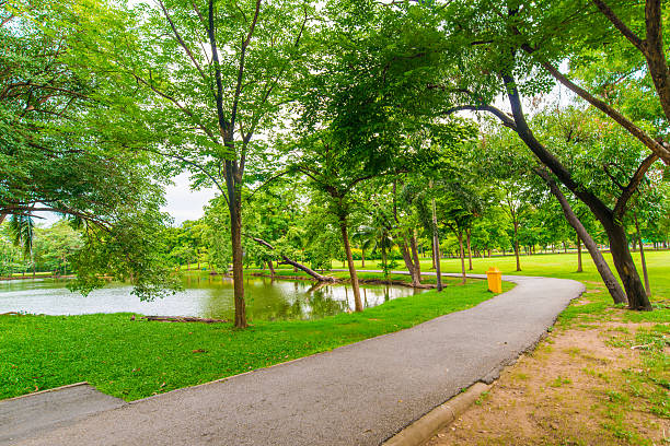 istock Green lawn with tree in city park, Beautiful 479317970