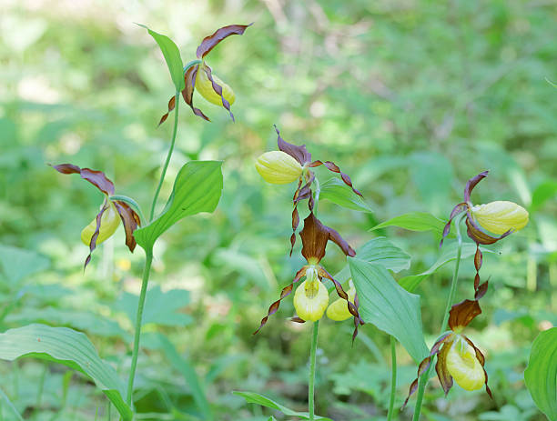 istock Group of many yellow Lady's slippers orchids 479318150