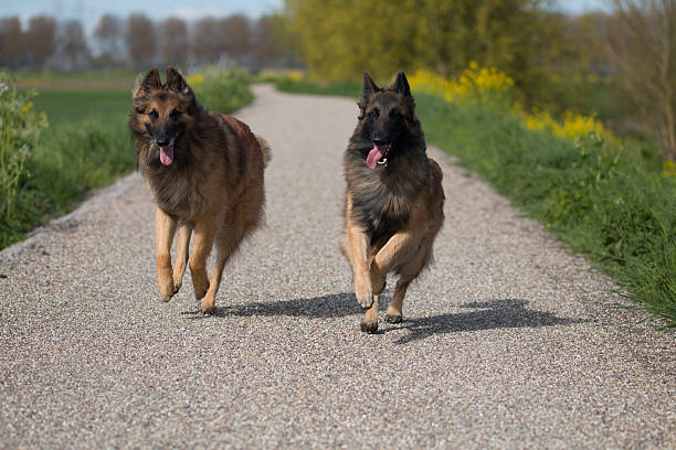 istock Two Belgian Shepherd Tervuren dogs running outside 479318218