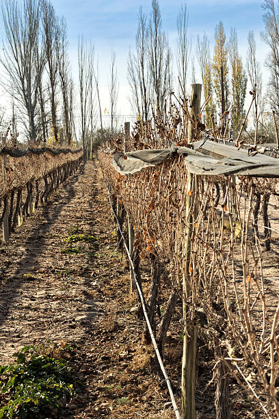 istock Vineyard in winter unpruned 479318738