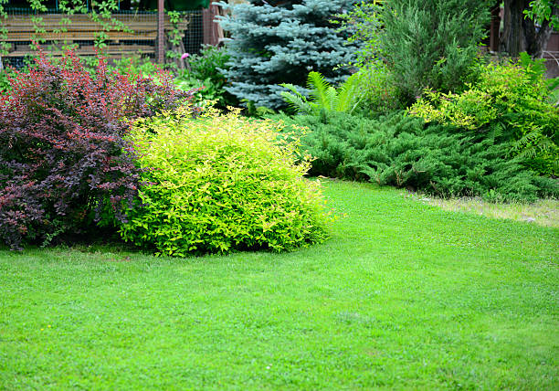 istock ornamental garden with lawn 479318864
