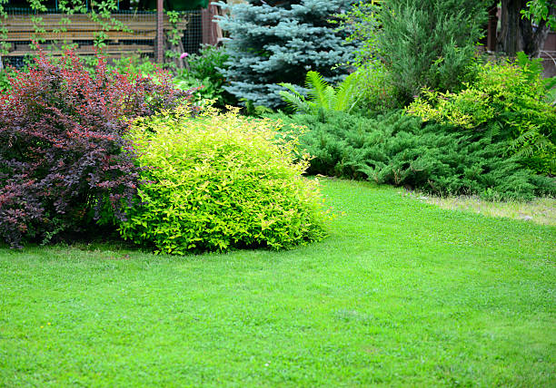 ornamental garden with lawn ornamental garden with lawn picea pungens stock pictures, royalty-free photos & images