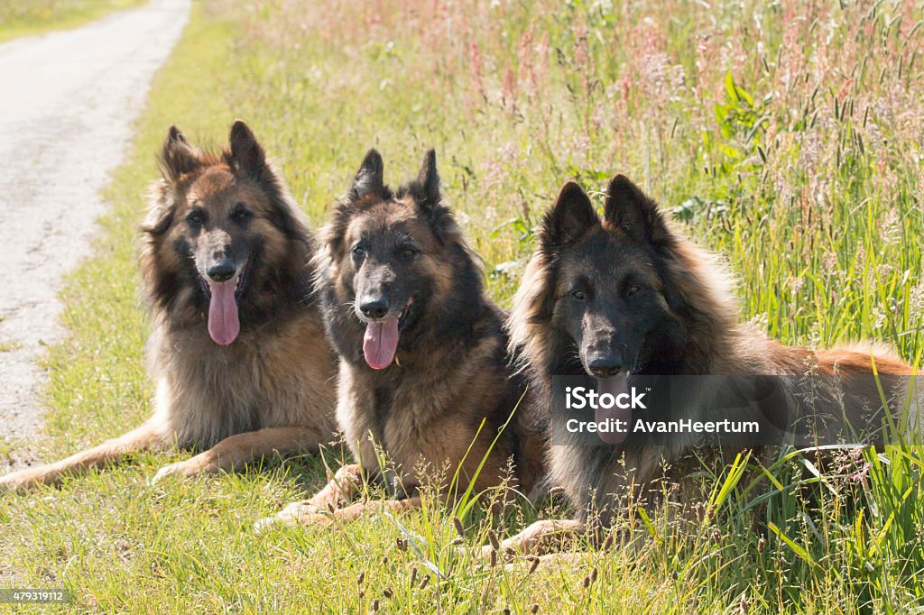 Três shepherd cães deitado na grama - Foto de stock de 2015 royalty-free