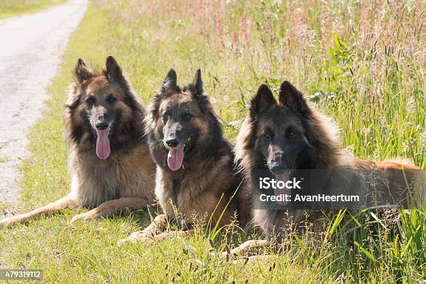 Foto de Três Shepherd Cães Deitado Na Grama e mais fotos de stock de 2015 - 2015, Boca Animal, Cabelo Comprido