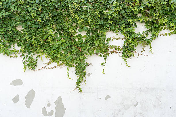 istock ivy leaves isolated on a white background 479319494