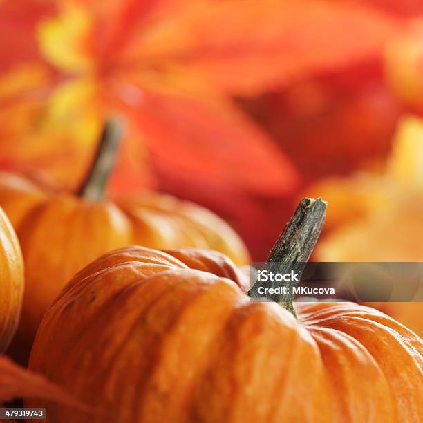 Photo libre de droit de Gros Plan De Potirons banque d'images et plus d'images libres de droit de Citrouille - Citrouille, Macrophotographie, Automne