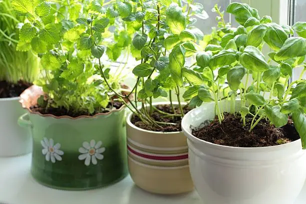 Fresh herbs in pots on a window (basil, mint, lemon balm and chives)