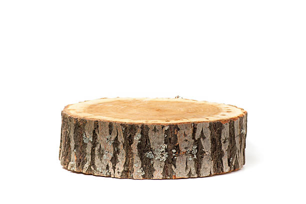 istock Cross section of tree trunk on white background 479322638