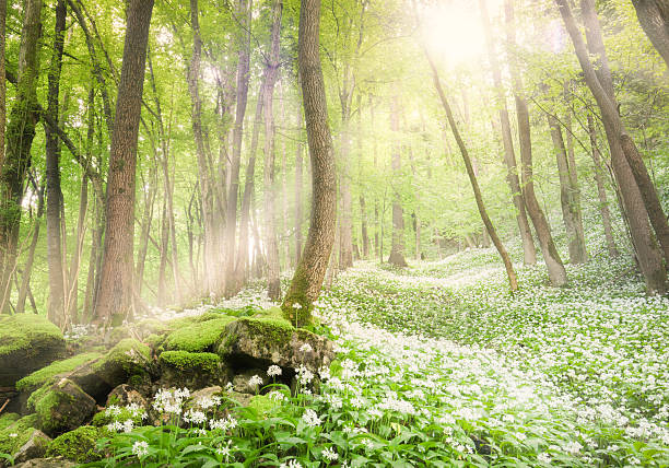 istock Lot of Bear leek on a forest glade 479323854