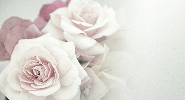 doce de estilo vintage flores de cor na textura de papel de amoreira - flower white imagens e fotografias de stock