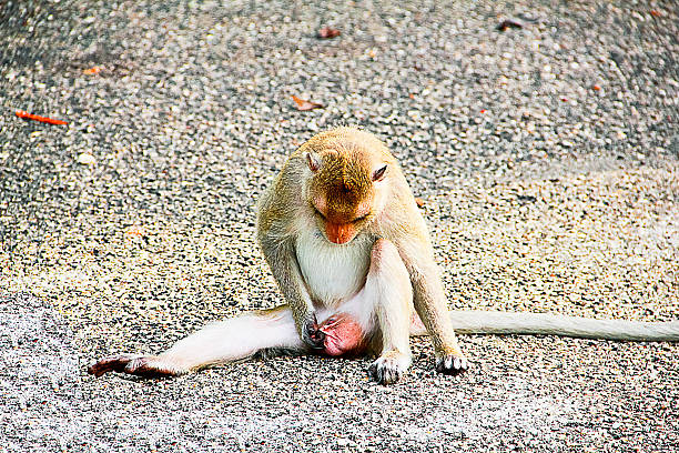 istock monkey sitting and playing with a secret part of himself 479324290