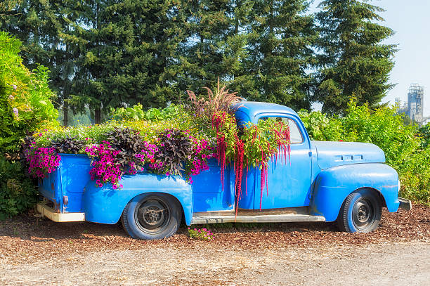 Swauvie Island, Oregon,USA - August 23, 2014: An old blue pickup it's bed and cab filled with a variety of plants and blooms in front of a nursery on Swauvie Island, Oregon.