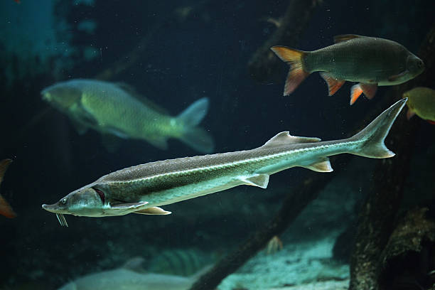 istock Sterlet (Acipenser ruthenus) and rudd (Scardinius erythropthalmu 479324724