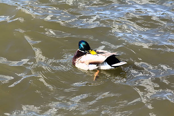 istock Duck watching their hygiene. Cleans feathers. 479327438