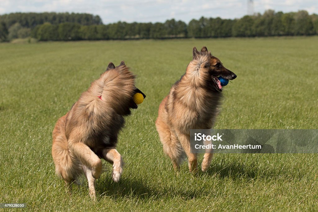 Cães correndo com duas bolas - Foto de stock de 2015 royalty-free