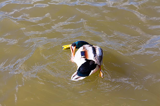 Duck scratching himself behind the ear of his foot.