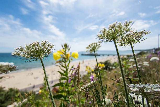 White flowers in focus with the famous Bournemouth pier in the background. Beach and sea.