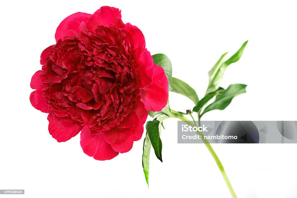 Drei Pfingstrosen-Blume, isoliert auf weiss - Lizenzfrei 2015 Stock-Foto