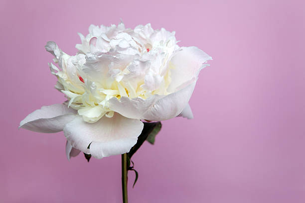 istock peony flowers on purple background 479328454