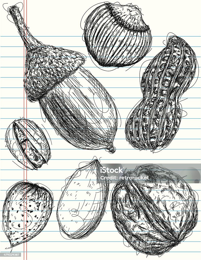 multiple nut sketches Acorn (top left), chestnut (top middle), Peanut (top right), pistachio (middle left), almond(bottom left), pecan (bottom middle), and Walnut (bottom right) sketches on notebook paper. The artwork and paper are on separate labeled layers. Acorn stock vector